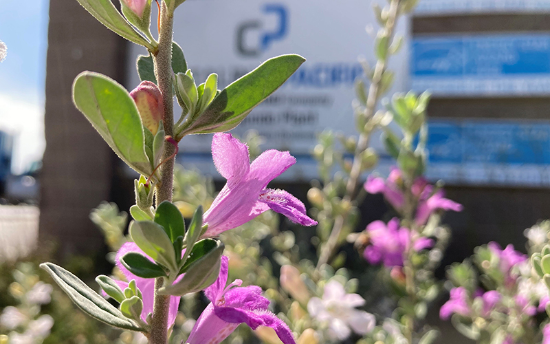 Native California species planted at the El Segundo ready-mix concrete plant