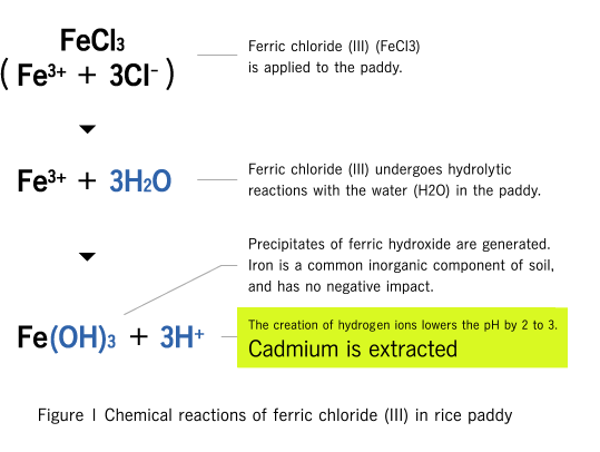 Figure 1 Chemical reactions of ferric chloride (III) in rice paddy