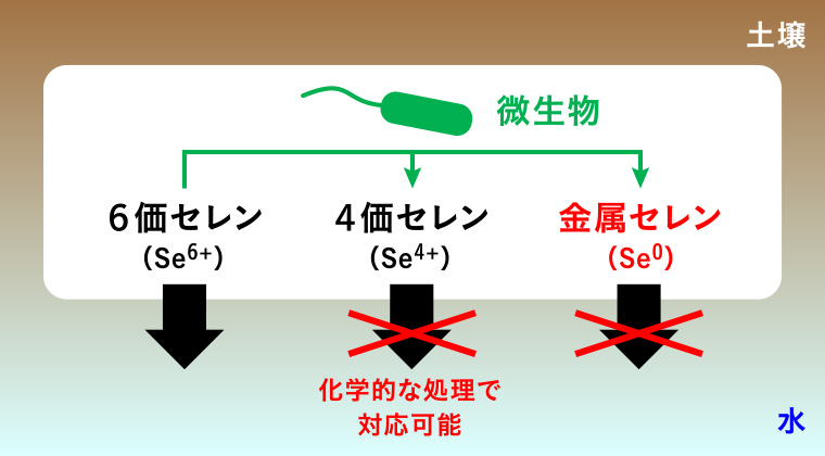 図１ 微生物によるセレン不溶化処理のイメージ