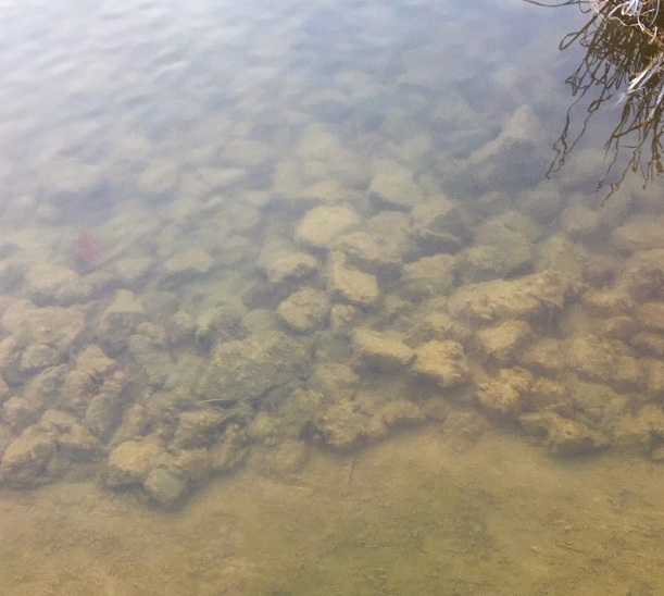 散布後1カ月/水質に透明感